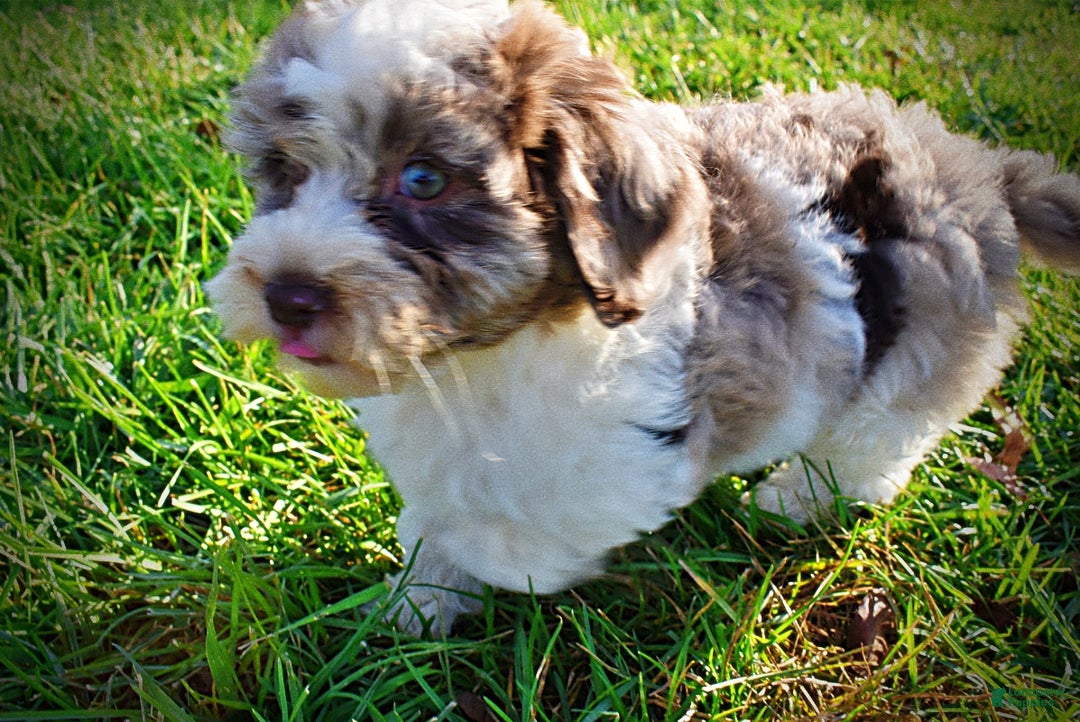 Havapoo dogs for sale: Pixie - Ad 10