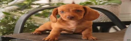 Miniature Dachshund dogs for sale: Jelly Miniature Dachshund  - Ad 10