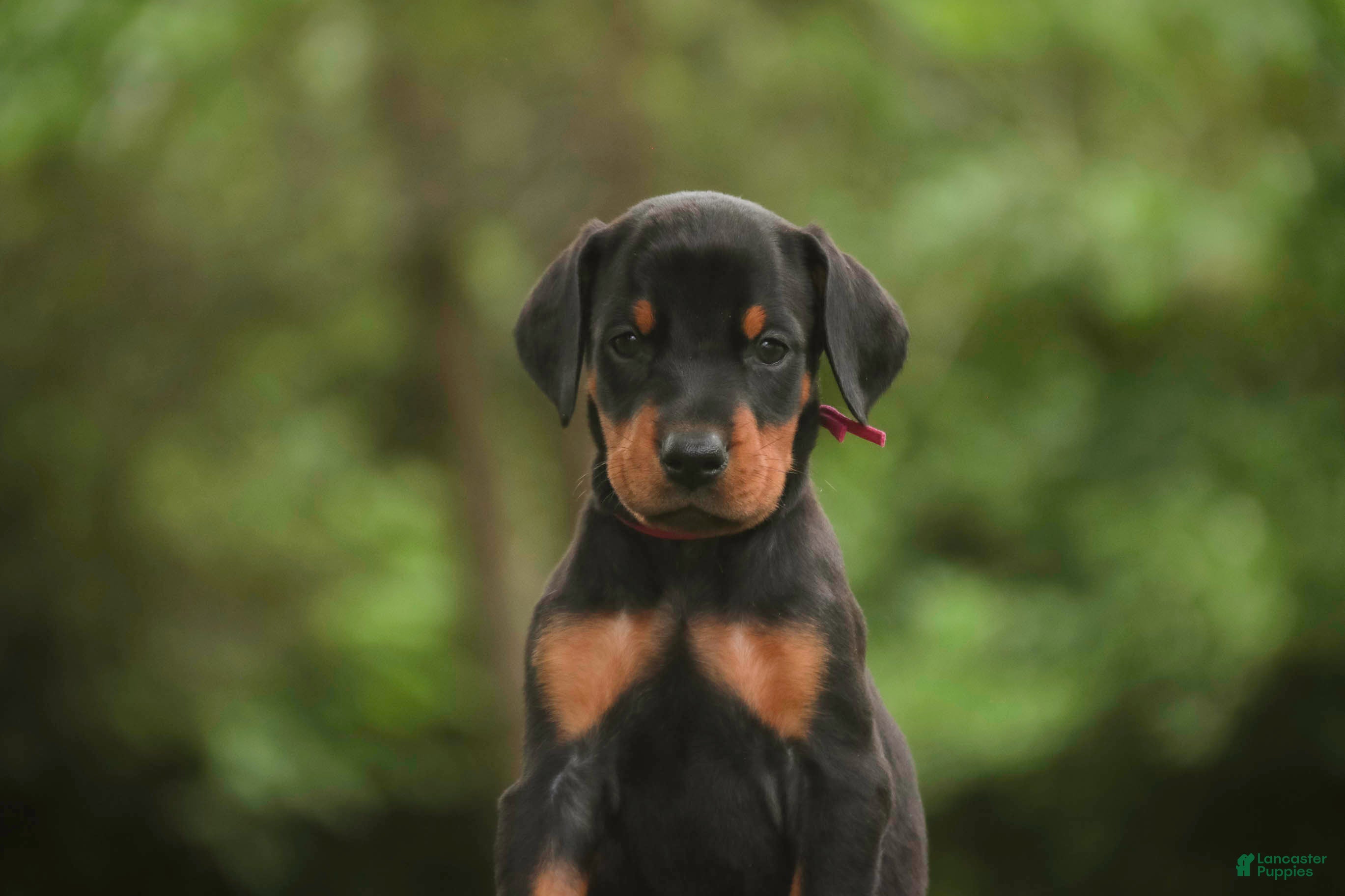 Doberman Pinscher dogs Delphine - Ad 2