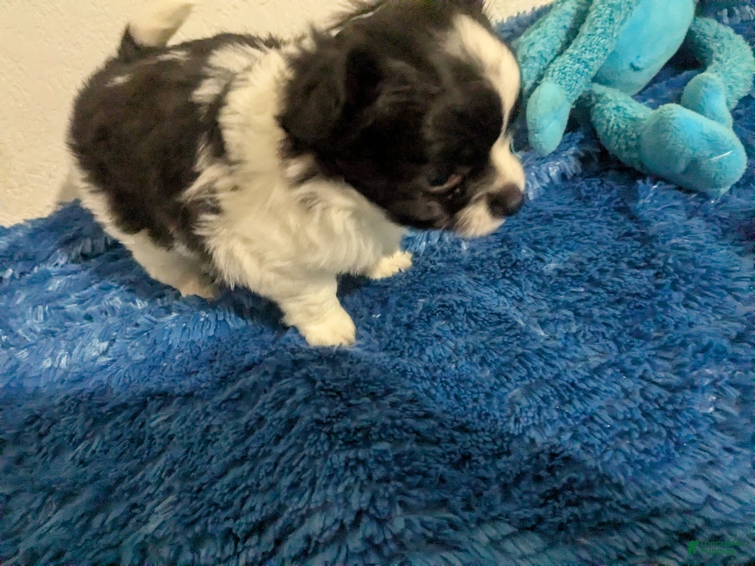 Chihuahua dogs for sale: Snoopy LC Apple Head Chihuahua Male  - Ad 3