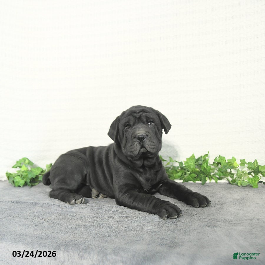 Mini Hippo dogs Lilly - Ad 2