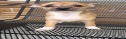 Chiweenie dogs for sale: Mai Tai  - Ad 15