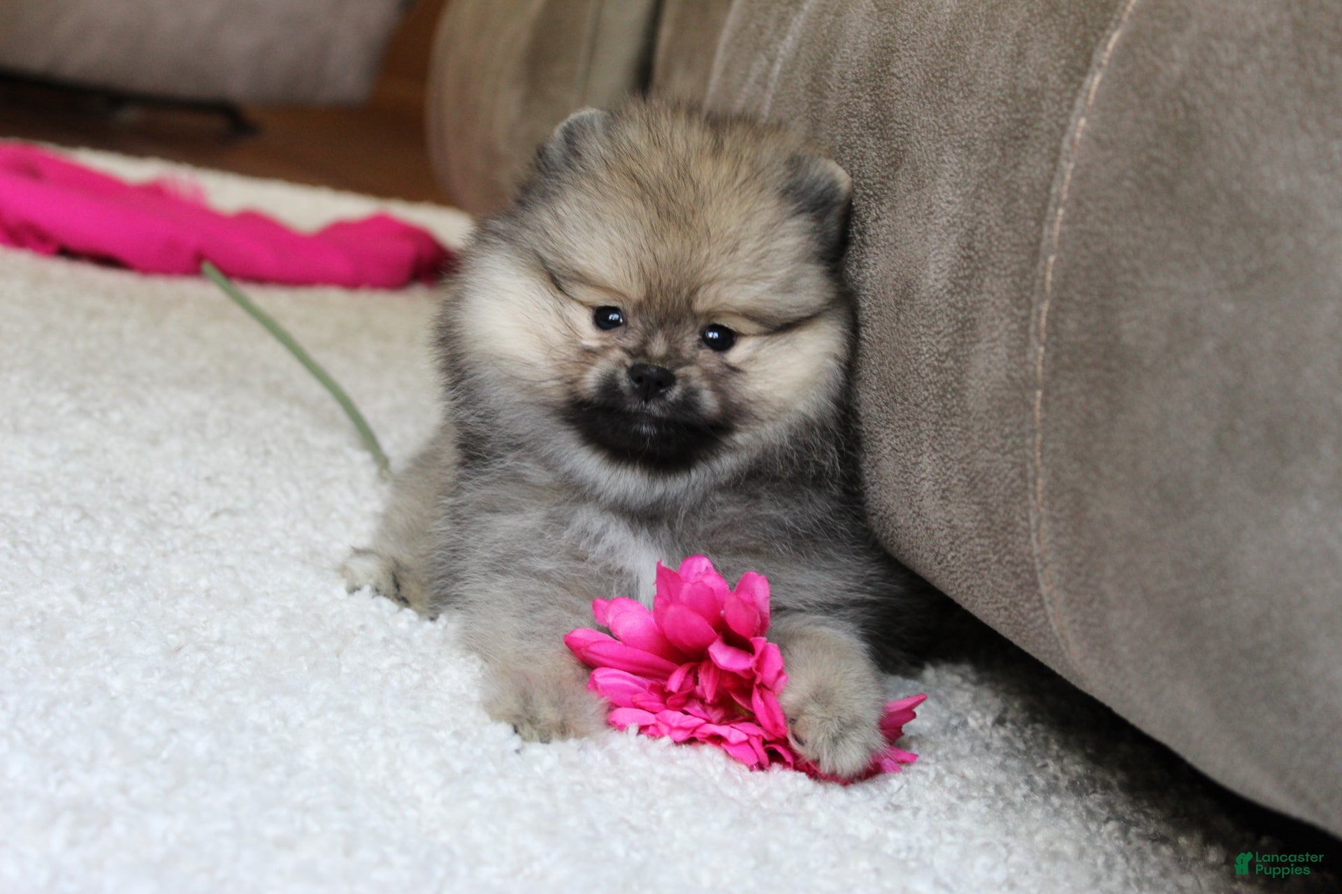 Pomeranian dogs Lola - Ad 1