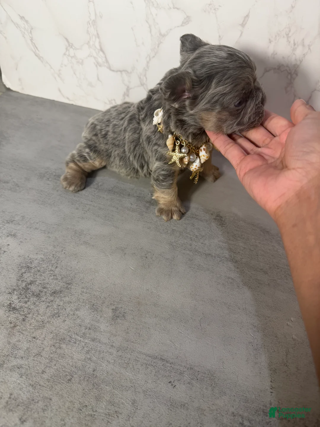 French Bulldog dogs for sale: RAE - Ad 6