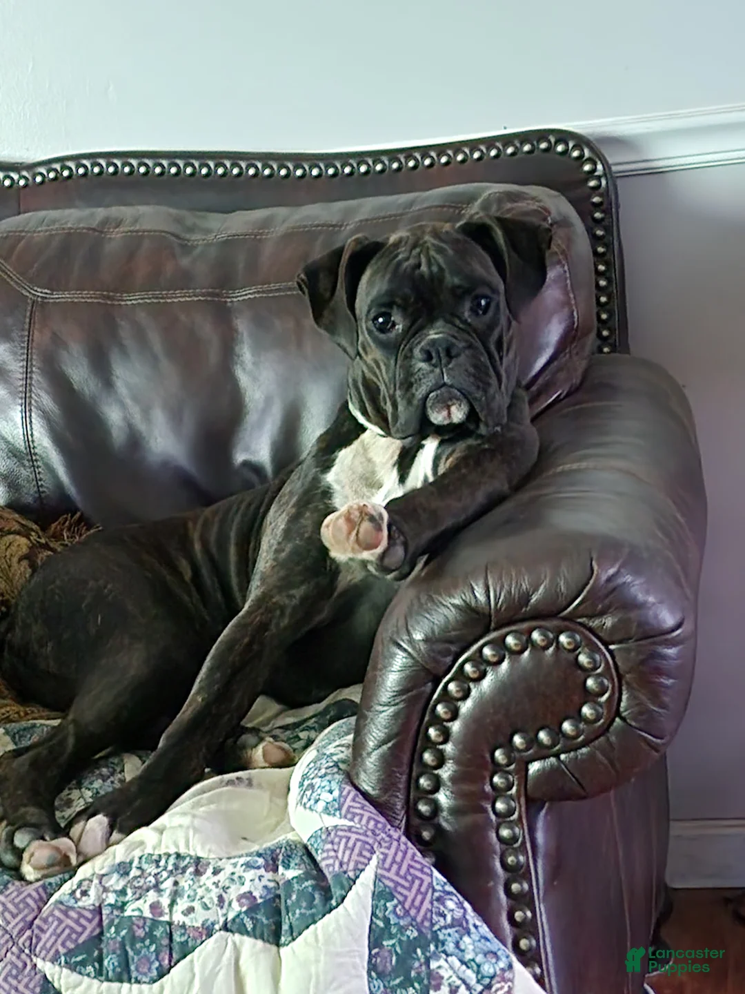 Boxer dogs for sale: Red - Ad 4