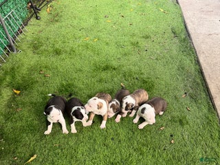 Mixed Breed dogs - Ad 38