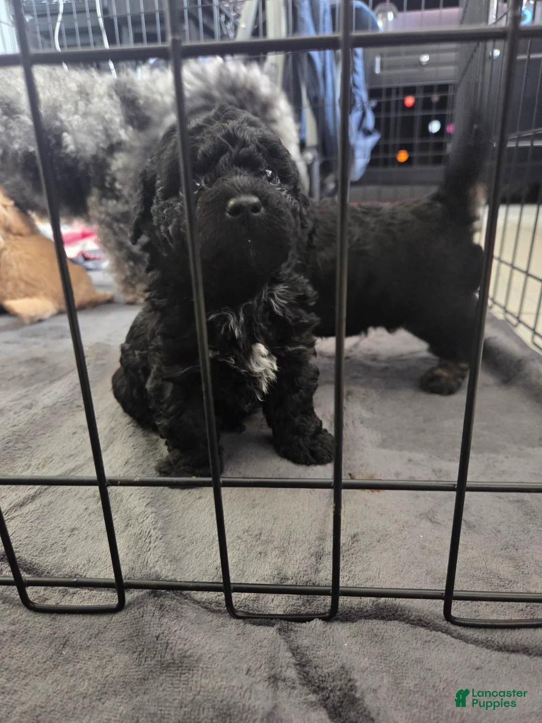 Toy Poodle dogs for sale: Bishop - Ad 2