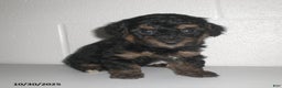 Yorkiepoo dogs for sale: Tyler - Ad 9