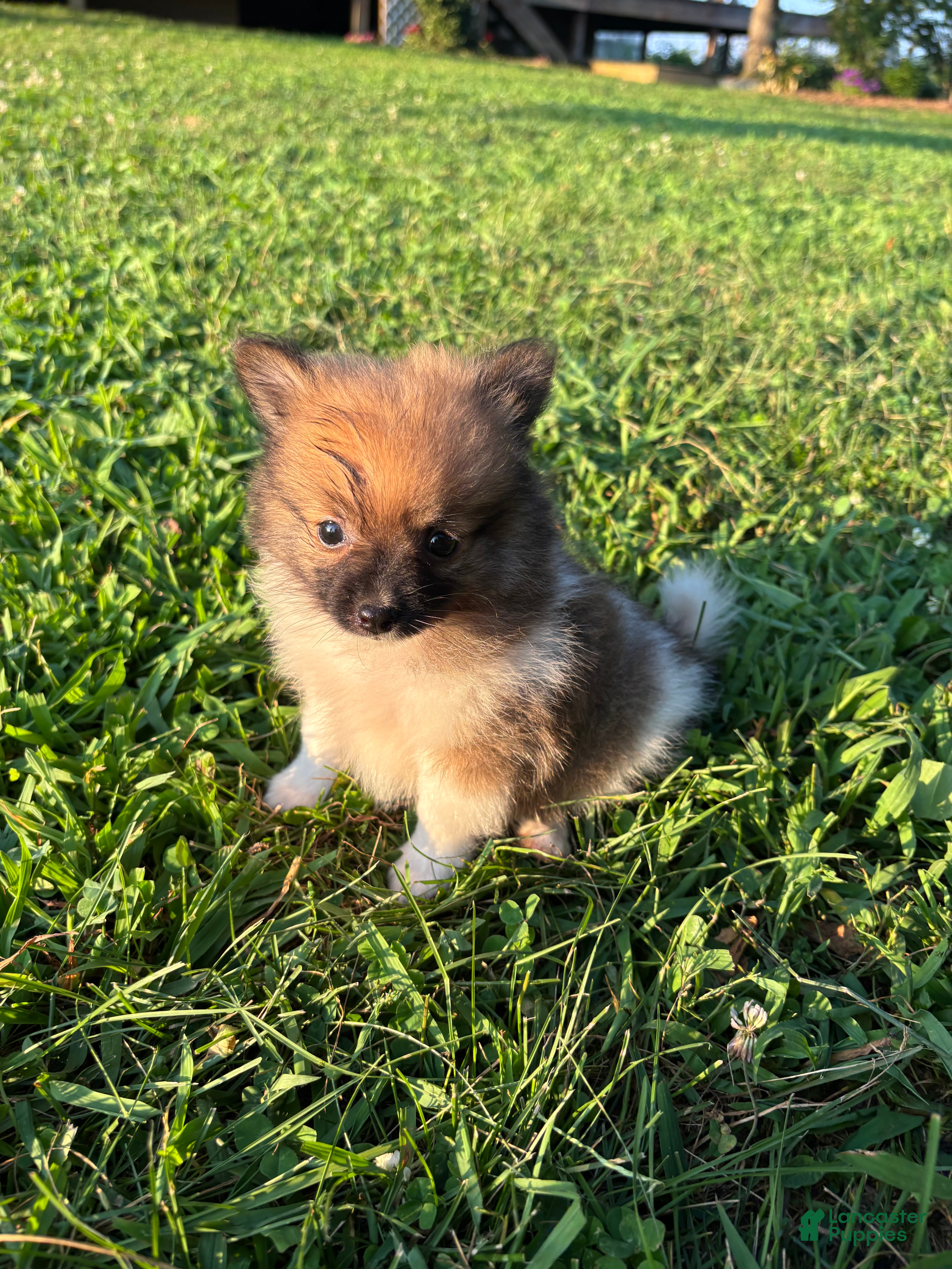 Pomeranian dogs Simba  - Ad 1