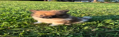 Simba 