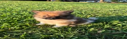 Pomeranian dogs for sale: Simba  - Ad 1