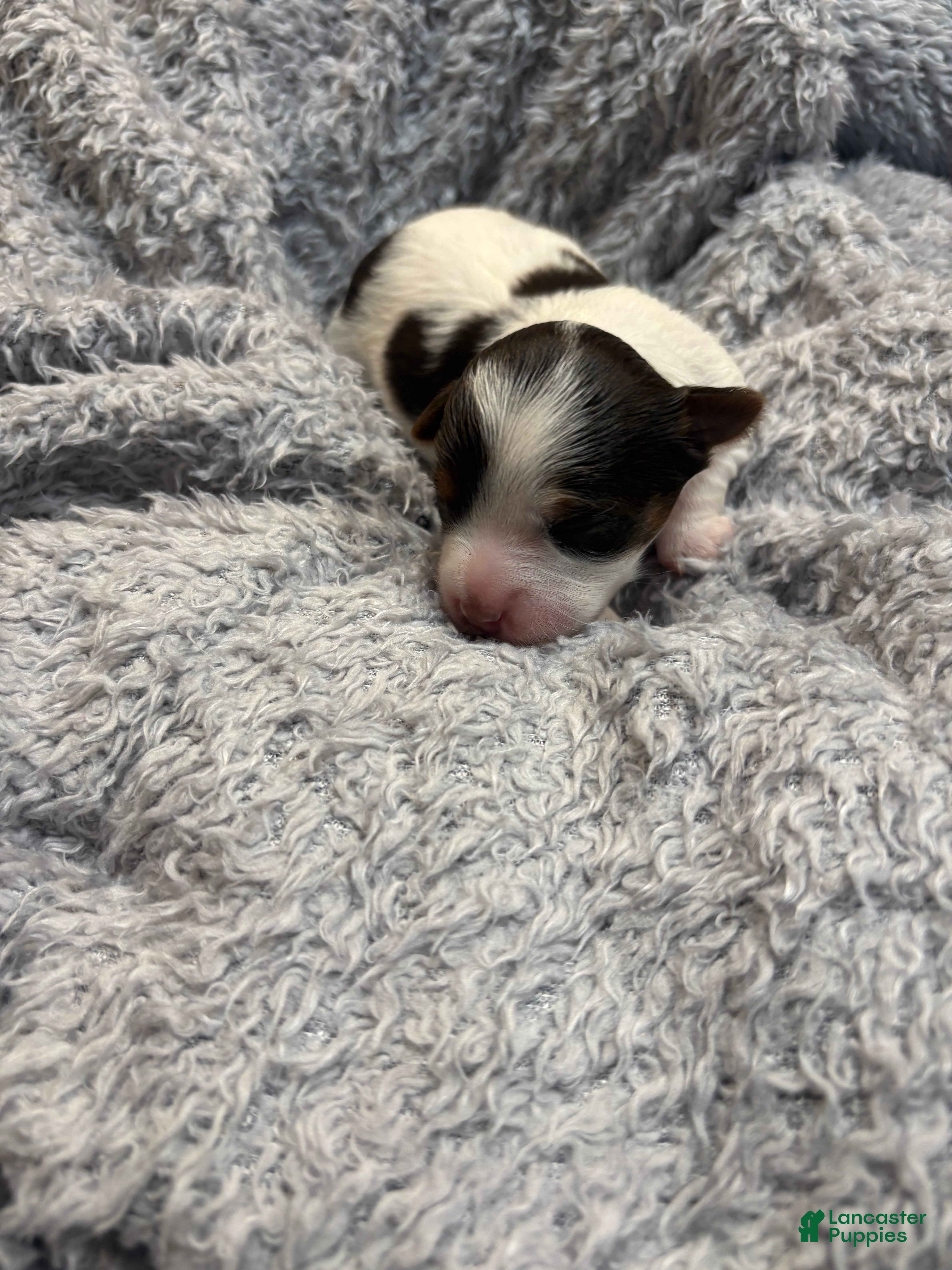 Yorkshire Terrier dogs Autumn  - Ad 39