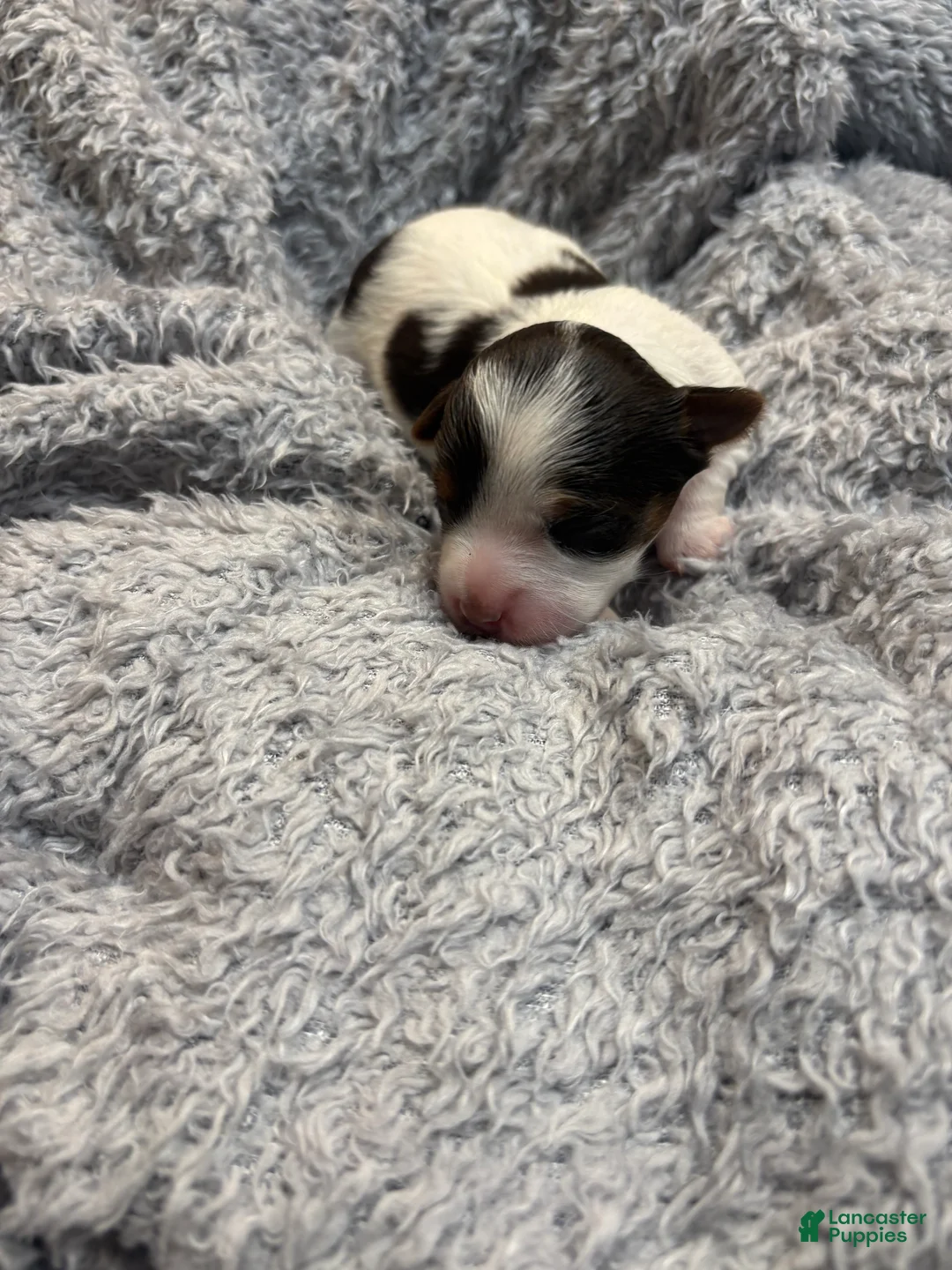 Yorkshire Terrier dogs for sale: Autumn  - Ad 1