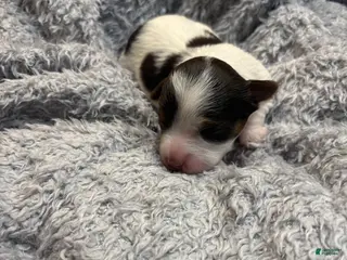 Yorkshire Terrier dogs Autumn - Ad 39