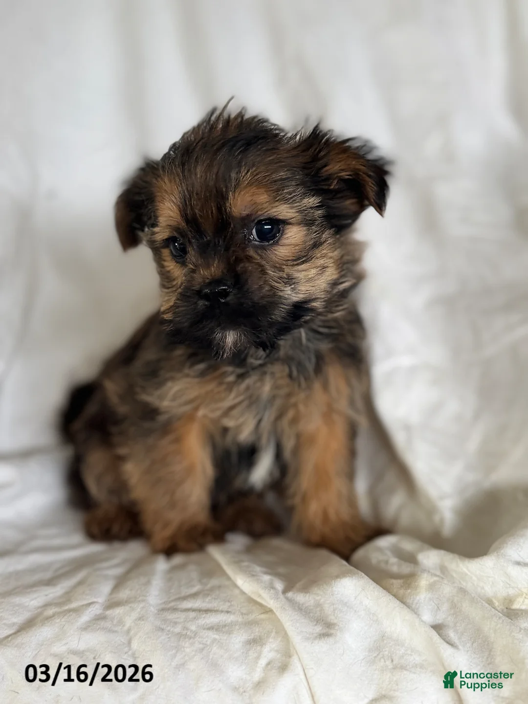 Shorkie dogs for sale: Tristan - Ad 5