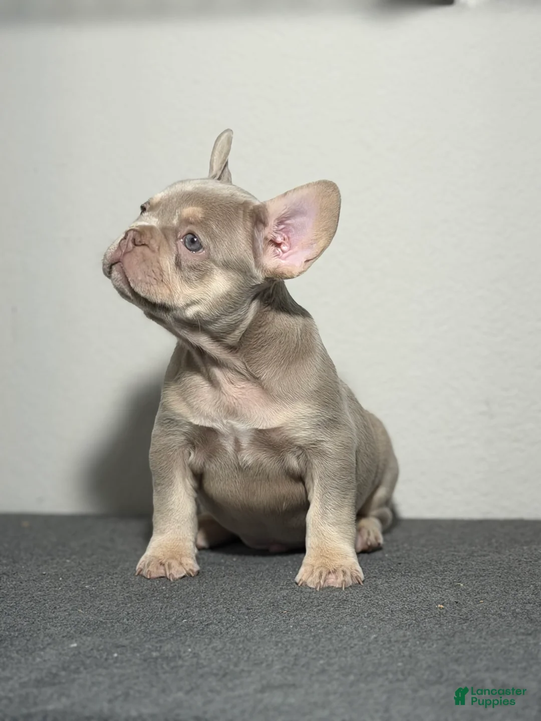 French Bulldog dogs for sale: French Bulldog Puppy 1 - Ad 3