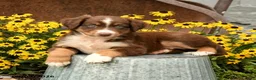 Australian Shepherd dogs for sale: Faith - Ad 2
