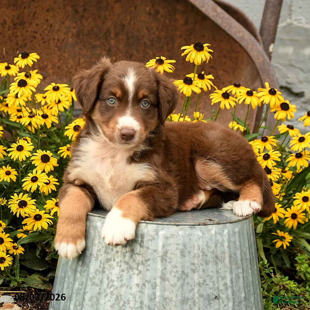 Australian Shepherd dogs for sale: Faith - Ad 2