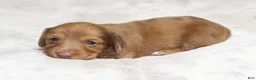 Dachshund dogs for sale: Missy - Ad 3