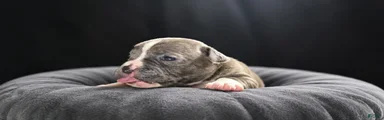 Olde English Bulldogge 2