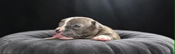 Olde English Bulldogge dogs for sale: Olde English Bulldogge 2 - Ad 1