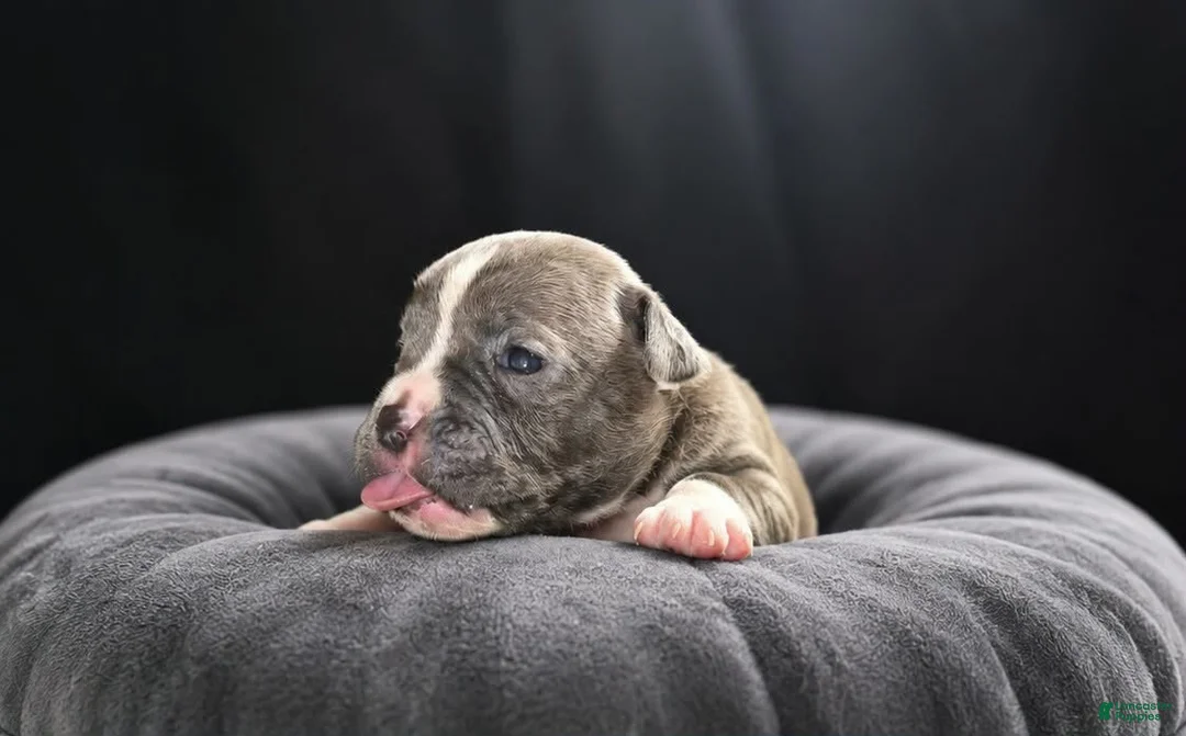 Olde English Bulldogge dogs for sale: Olde English Bulldogge 2 - Ad 1