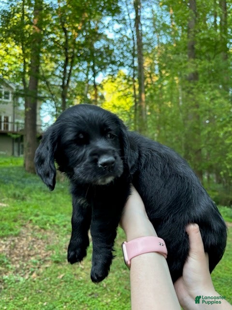 Mixed Breed dogs Kiara - Ad 2