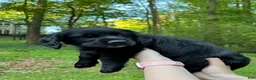Mixed Breed dogs for sale: Kiara - Ad 3