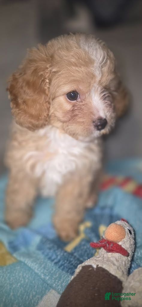 Cavapoo dogs Canela - Ad 1