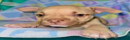 American Bully dogs for sale: American Bully 1 - Ad 6