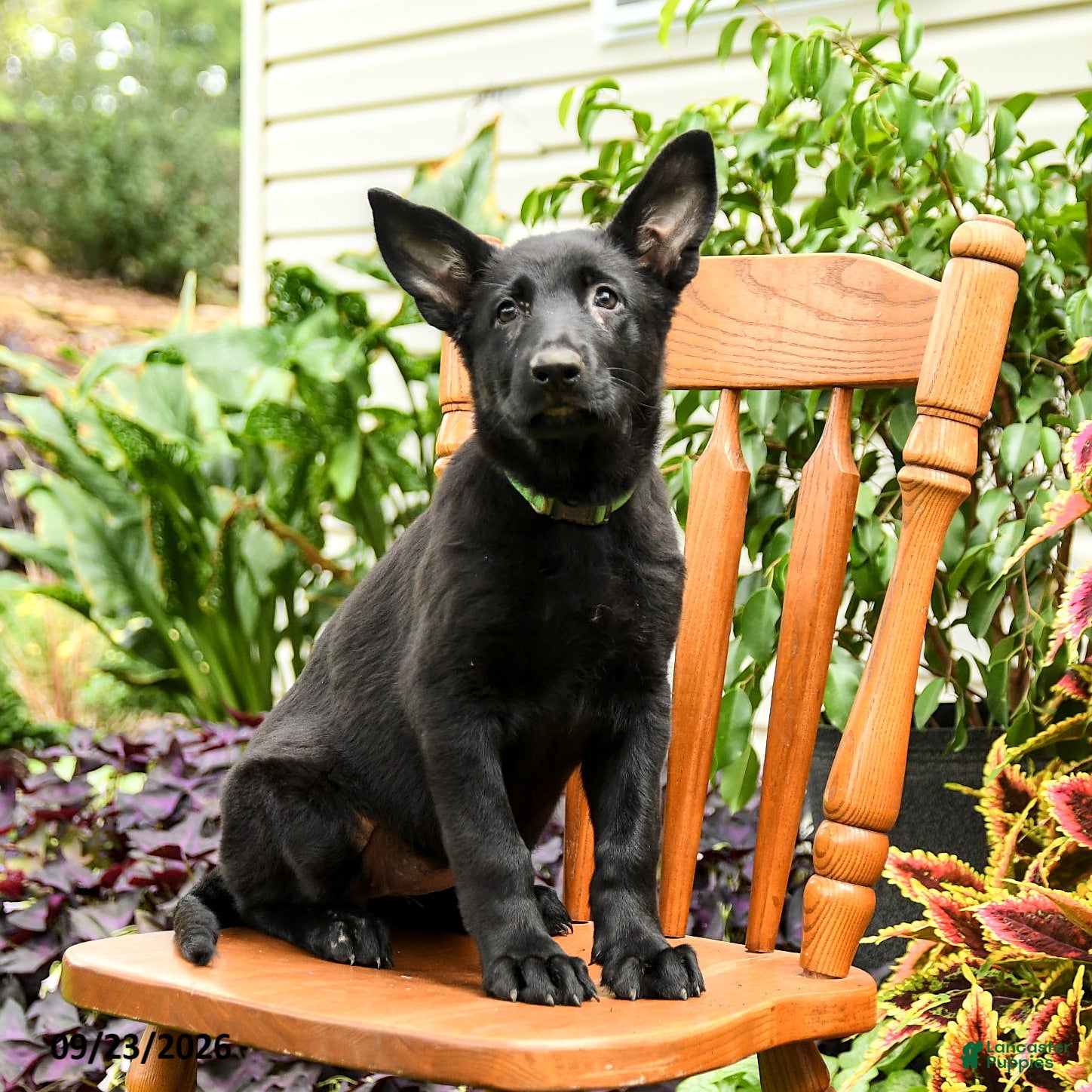 German Shepherd dogs Greta - Ad 1