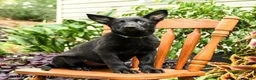 German Shepherd dogs for sale: Greta - Ad 1