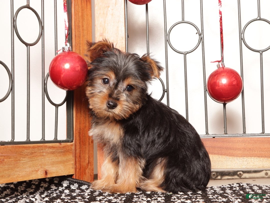 Yorkshire Terrier dogs for sale: Bruce - Ad 4