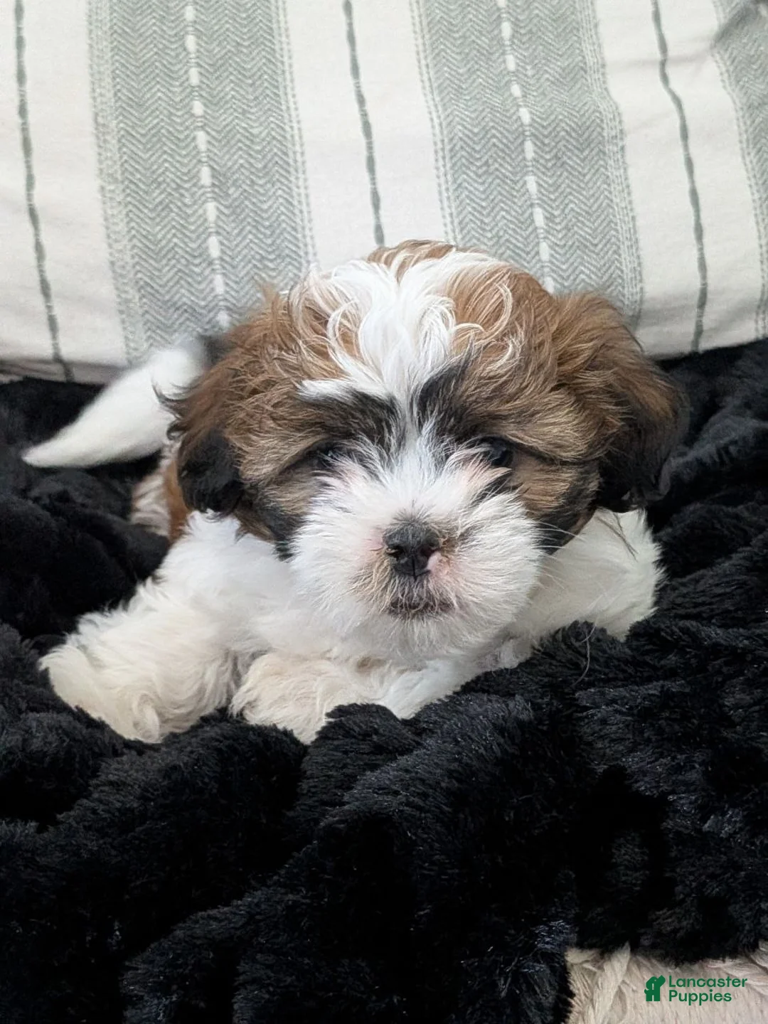 Teddy Bear dogs for sale: Milo - Ad 14