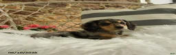 Dachshund dogs for sale: Juliet - Ad 4