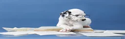 Dalmatian dogs for sale: Dalmatian Puppy 1 - Ad 4