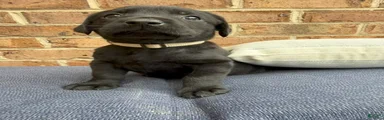 Labrador Retriever - Beige Collar