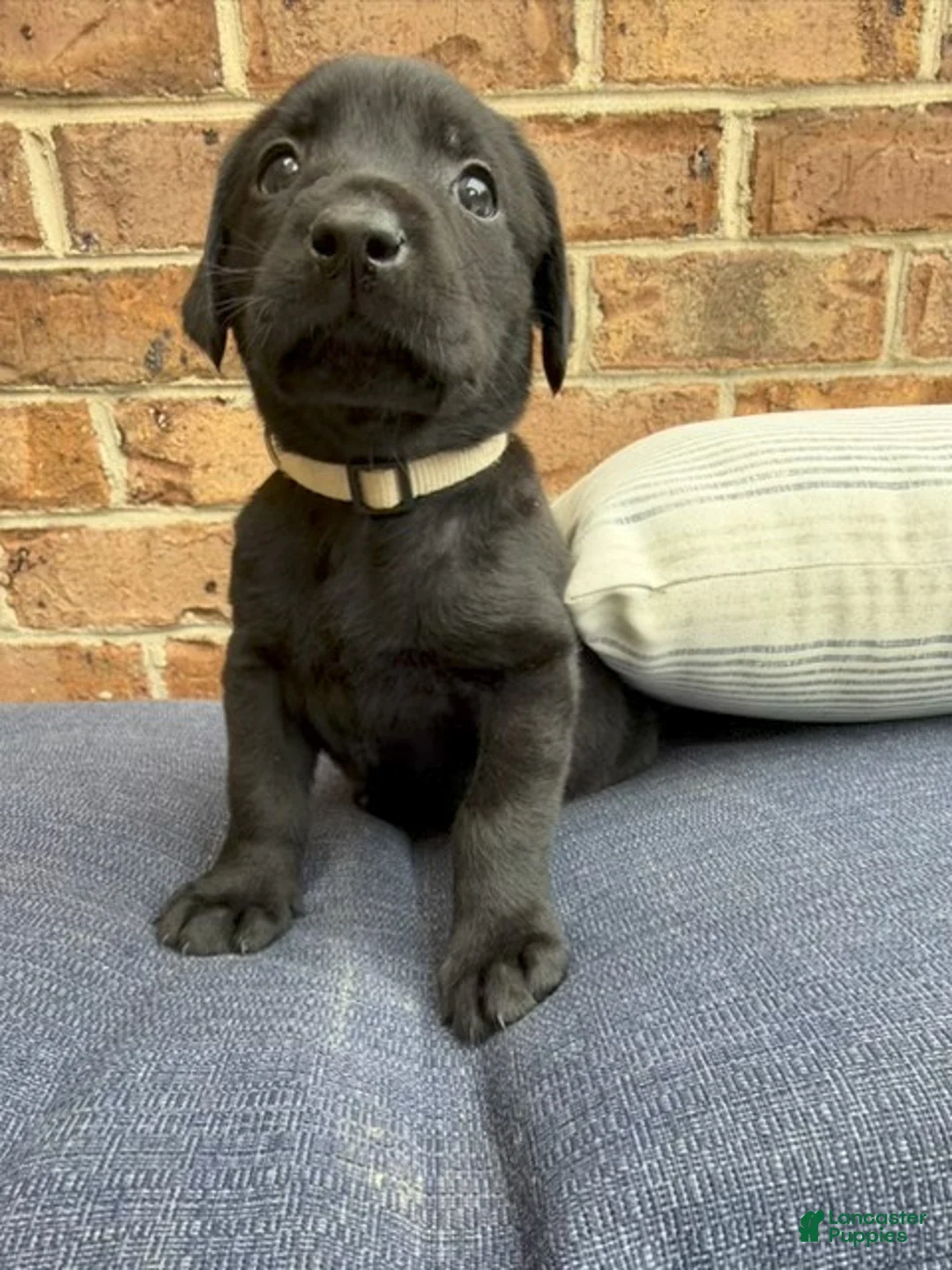 Labrador Retriever dogs for sale: Labrador Retriever - Beige Collar - Ad 1