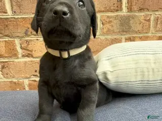 Labrador Retriever dogs for sale: Labrador Retriever - Beige Collar - Ad 2
