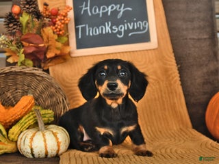 Miniature Dachshund dogs - Ad 2