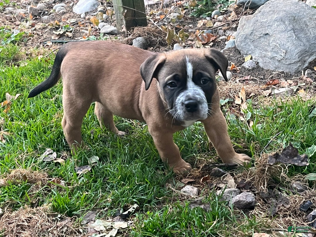 Mixed Breed dogs for sale: Mixed Breed Puppy 4 - Ad 2