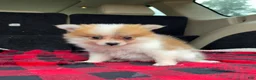 Pomeranian dogs for sale: Missy - Ad 4