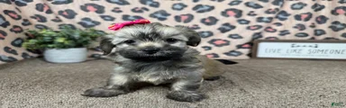Havanese 4