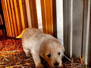 Great Pyrenees dogs Great Pyrenees Puppy 5 - Ad 12