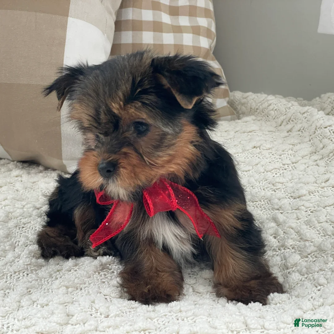 Yorkshire Terrier dogs for sale: Frisby - Ad 7