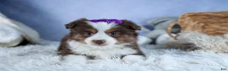 Miniature Australian Shepherd dogs for sale: EDIE - Ad 11
