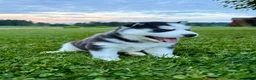 Siberian Husky dogs for sale: Billy - Ad 10