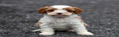 Joie Cavapoo Puppy 