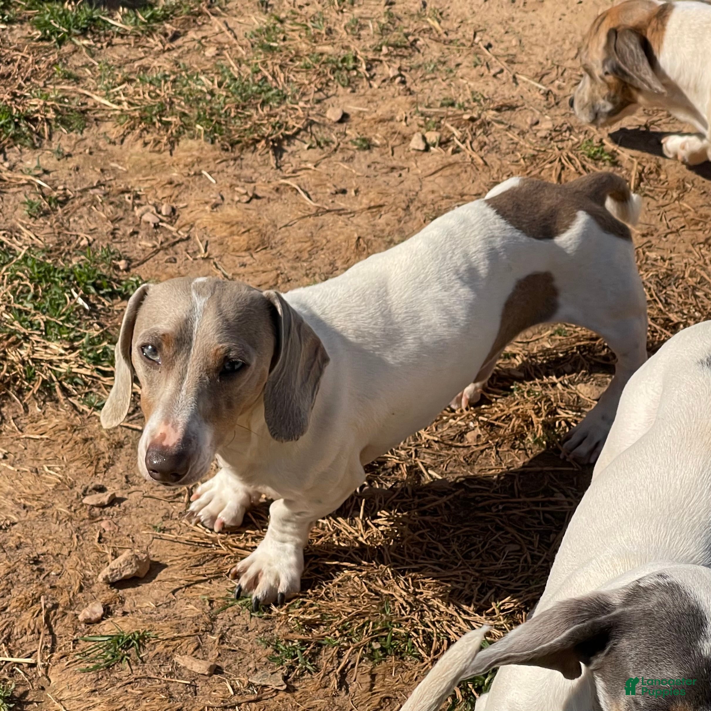 Dachshund dogs Kobe - Ad 30