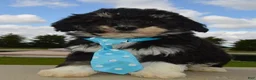Mini Bernedoodle dogs for sale: Mini Buster - Ad 7